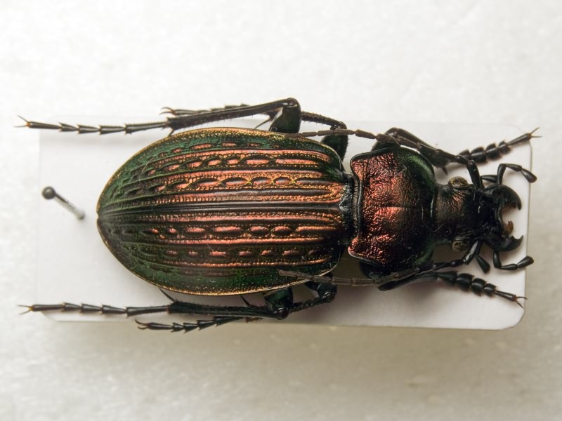 Carabus ullrichii Germar, 1824